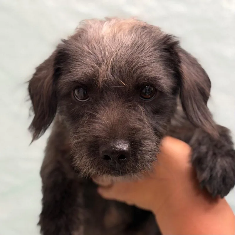 A young small-sized female Dachshund dog named Snoozy Doozy for adoption in Bloomfield, CT