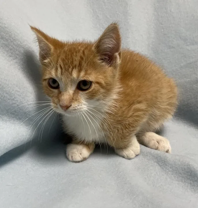 A baby small-sized male Domestic Short Hair cat named Mars for adoption in Jackson, MI