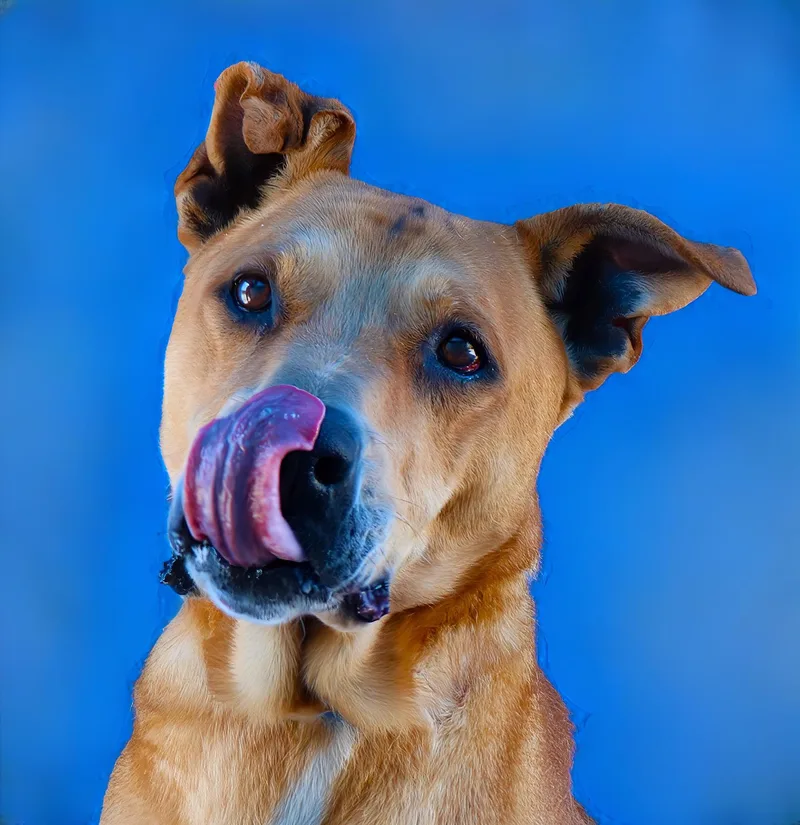 A senior medium-sized male German Shepherd Dog dog named Goopi for adoption in Pasadena, CA