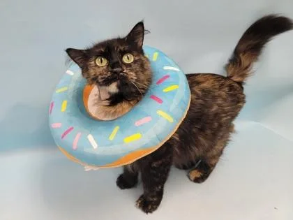 An adult small-sized female Domestic Medium Hair cat named Callie for adoption in Coon Rapids, MN