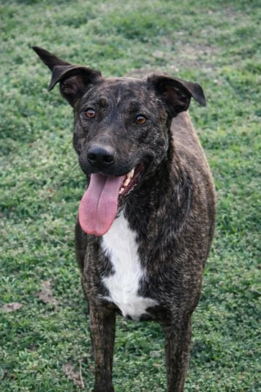 Fable  Cowboy Litter thumbnail 2