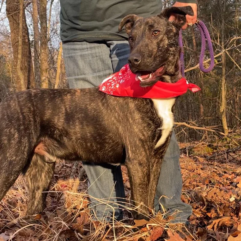 Fable  Cowboy Litter