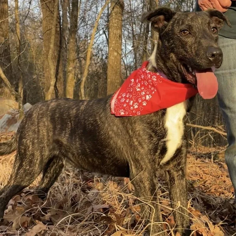 Fable  Cowboy Litter thumbnail 3