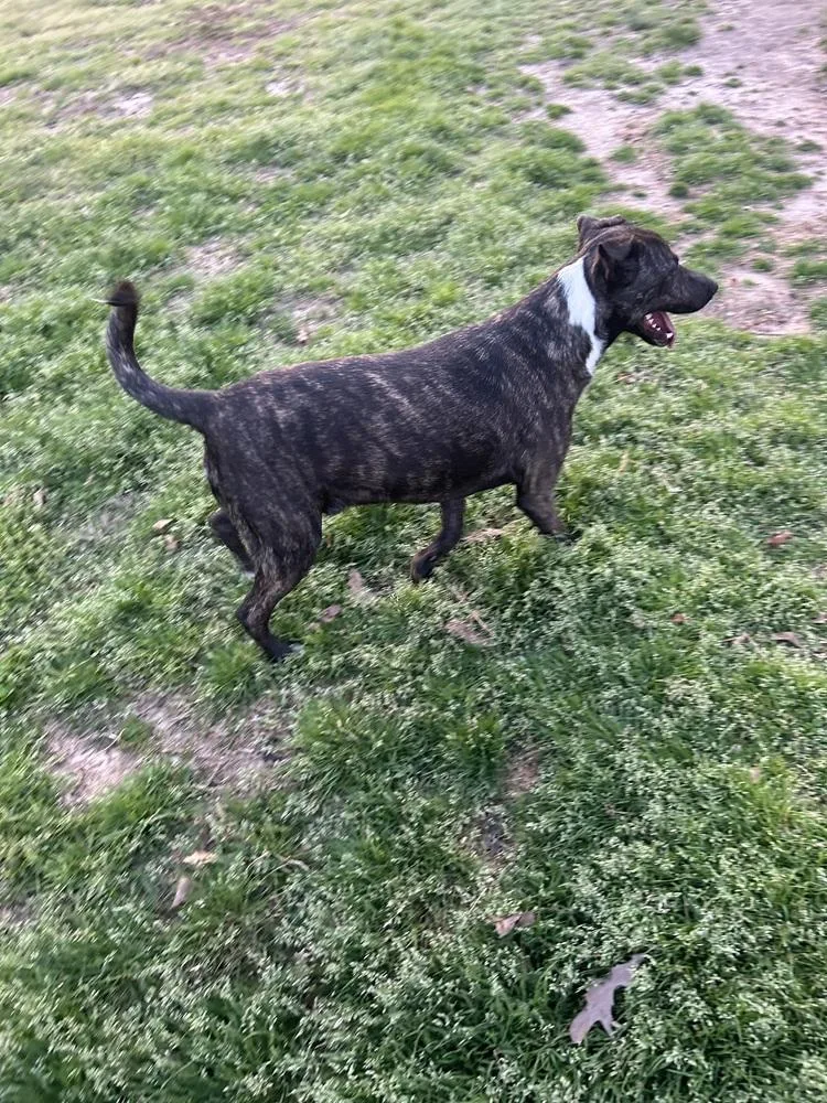 Fable  Cowboy Litter thumbnail 4