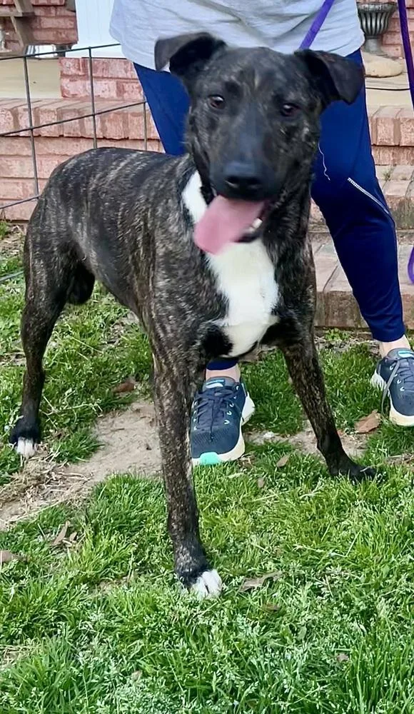 Fable  Cowboy Litter thumbnail 5