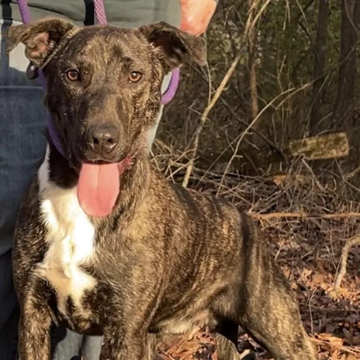 Fable  Cowboy Litter thumbnail 6