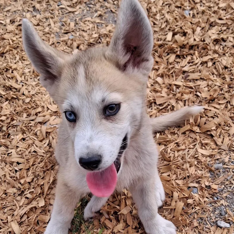 A baby medium-sized male White / Cream Husky dog named Baxter for adoption in Albany, NY