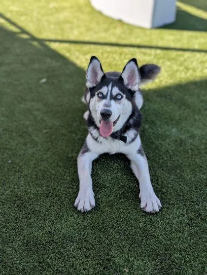 A baby large-sized male Siberian Husky dog named Samson for adoption in Mansfield, TX