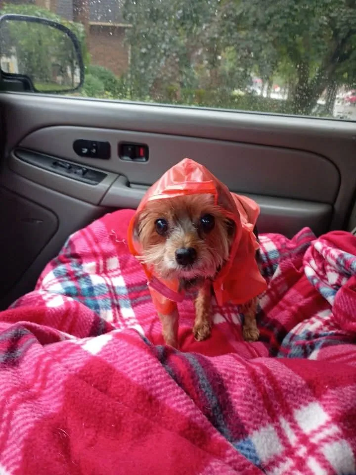 A senior small-sized female Yorkshire Terrier dog named Lorayne for adoption in Grosse Pointe Park, MI