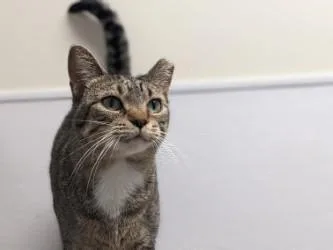 An adult small-sized female Domestic Short Hair cat named Marigold for adoption in Golden Valley, MN