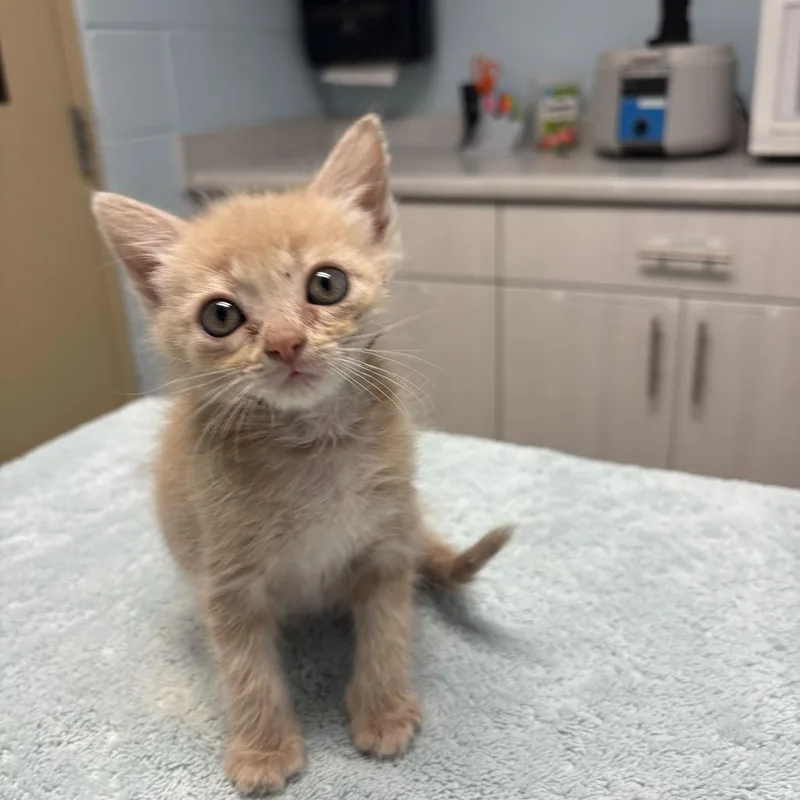 A baby small-sized female Buff / Tan / Fawn Domestic Medium Hair cat named Paris for adoption in Riverside, CA