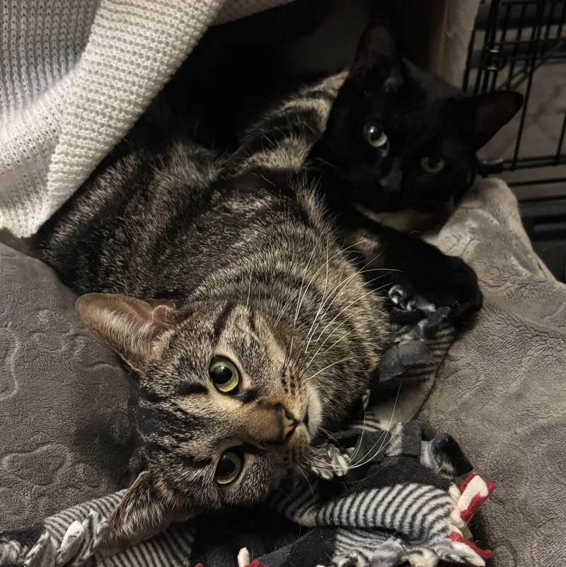 A young medium-sized female Black Domestic Short Hair cat named Speedy & Flipper for adoption in Stoughton, WI