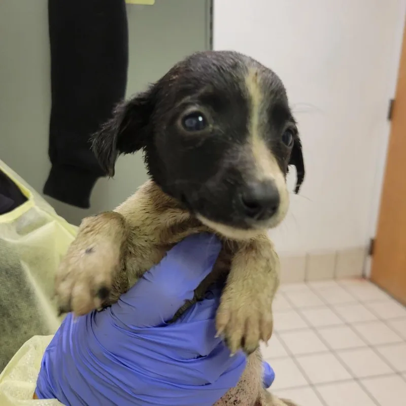 A young medium-sized female Black Mixed Breed dog named Beverly for adoption in Charleston, WV