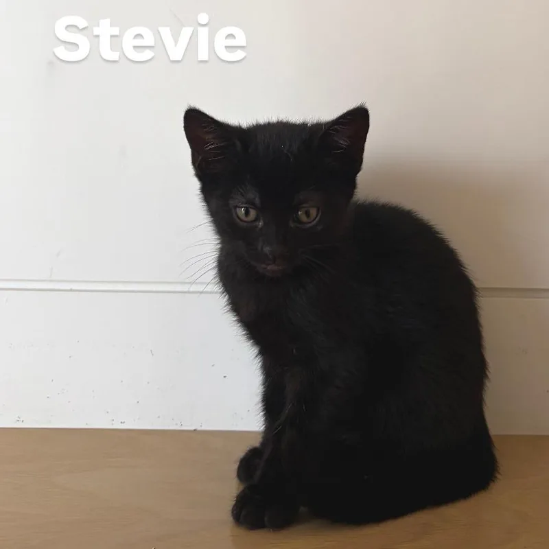 Stevie thumbnail 2