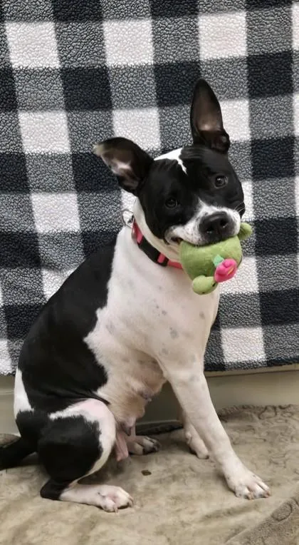 A young medium-sized female Black Mixed Breed dog named Skylar for adoption in Hamilton, OH