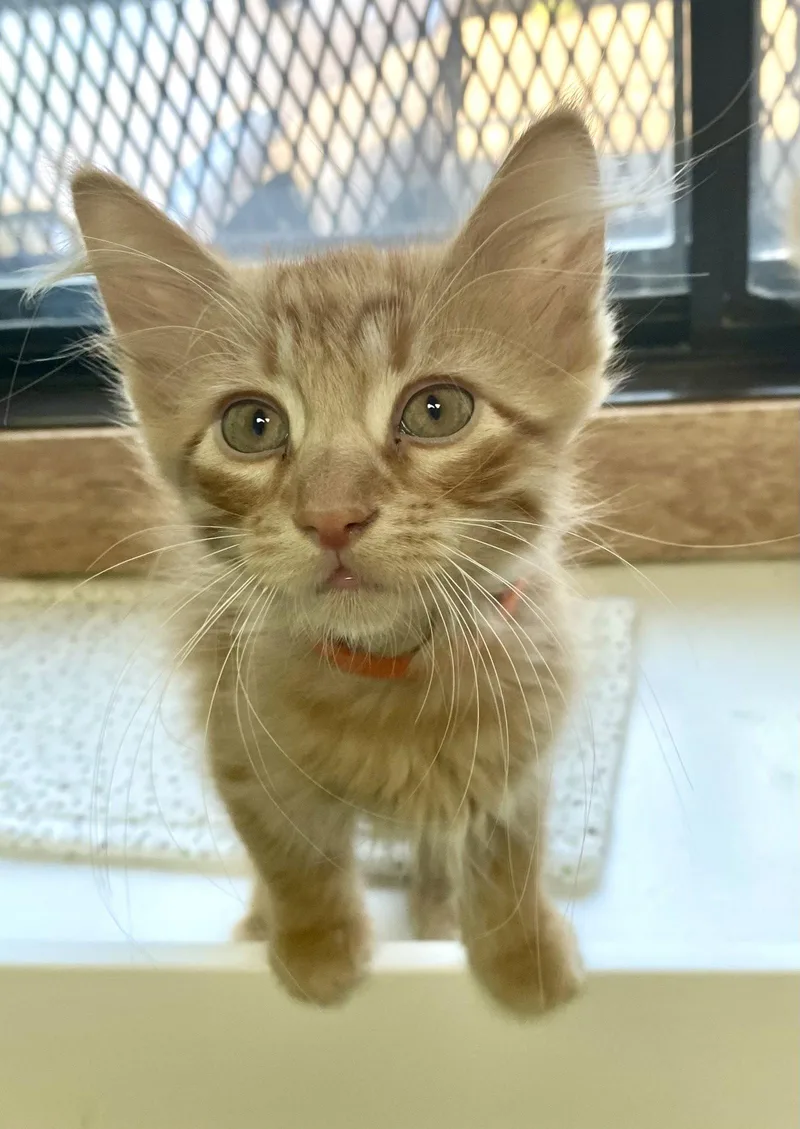 A young medium-sized male Orange / Red Domestic Long Hair cat named Pumpkin for adoption in Fargo, ND