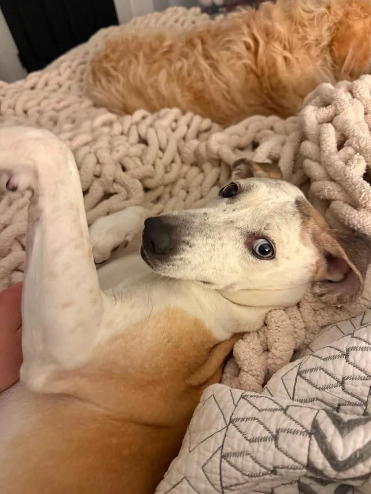 Pickles thumbnail 2