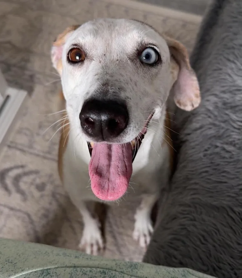 Pickles thumbnail 3