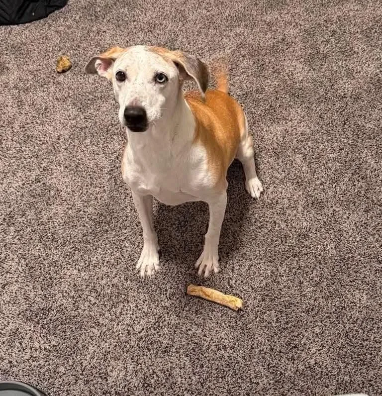 Pickles thumbnail 4