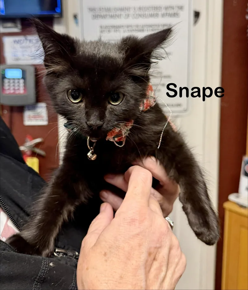 Snape thumbnail 3