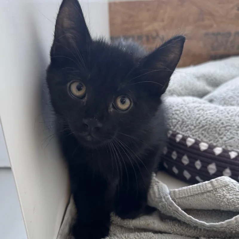 A baby small-sized male Gray / Blue / Silver Domestic Short Hair cat named Scarecrow for adoption in Ridgely, MD