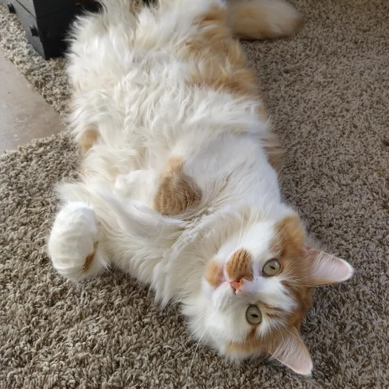 A senior large-sized male White Domestic Long Hair cat named Uly for adoption in Murray, UT