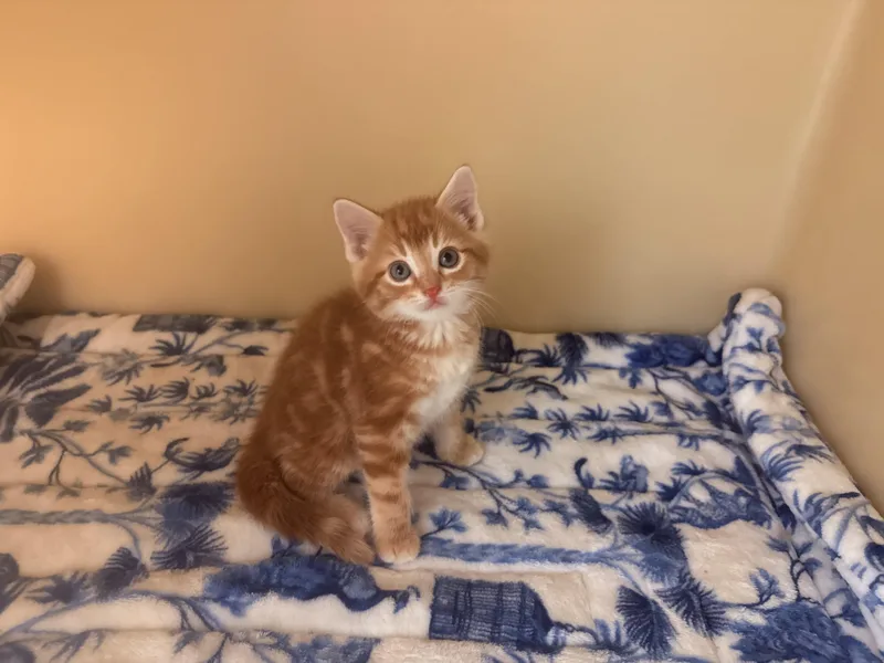 A young small-sized male Tabby (Orange / Red) Domestic Short Hair cat named Chicken Coop Litter for adoption in Hays, KS