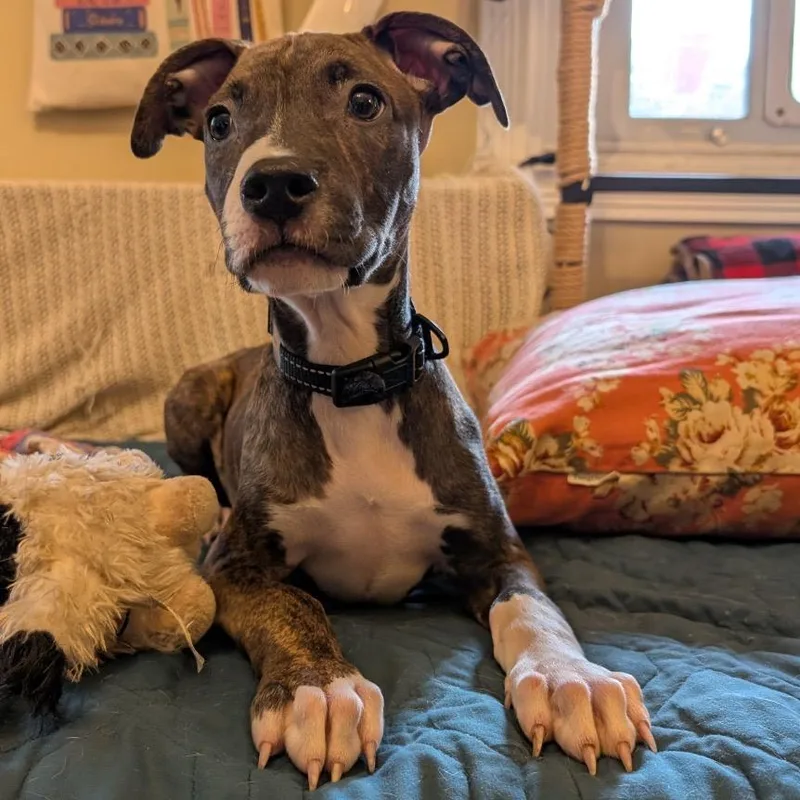 A baby small-sized male Brindle American Staffordshire Terrier dog named Nico  Costa Mesa for adoption in Chino Hills, CA