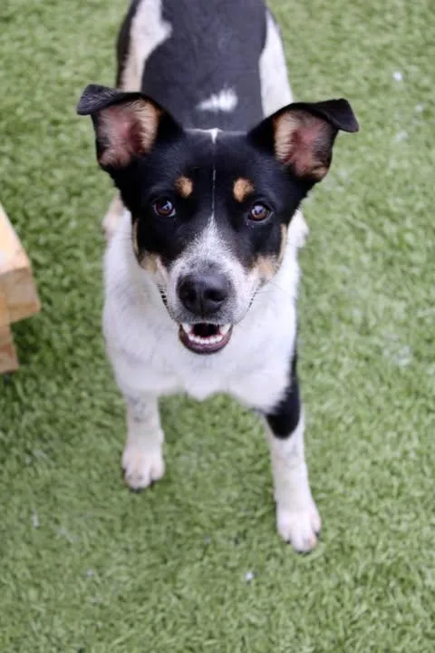 An adult medium-sized female Australian Cattle Dog / Blue Heeler dog named Piper for adoption in Newport, KY