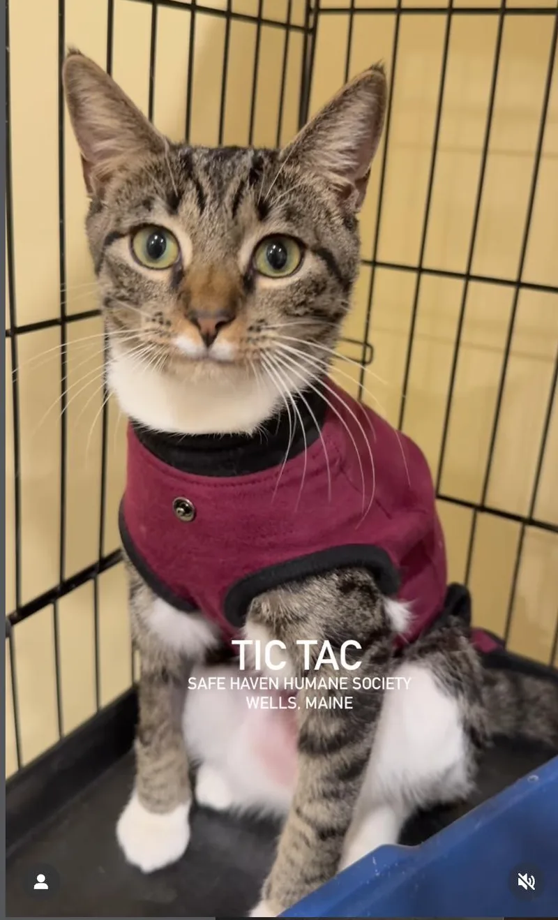 Tictac And Skittles thumbnail 2