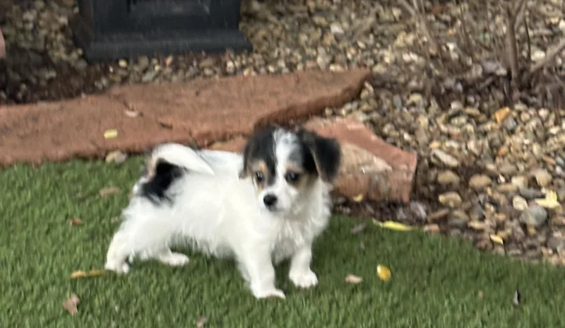 A baby small-sized male Yorkshire Terrier dog named Jack Hardy for adoption in Penryn, CA