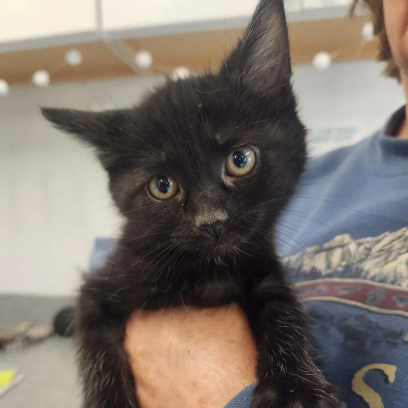 A baby small-sized female Black Domestic Short Hair cat named Quokka for adoption in Pullman, WA