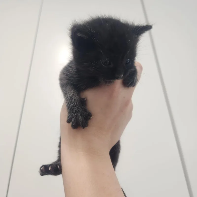 Quokka thumbnail 3