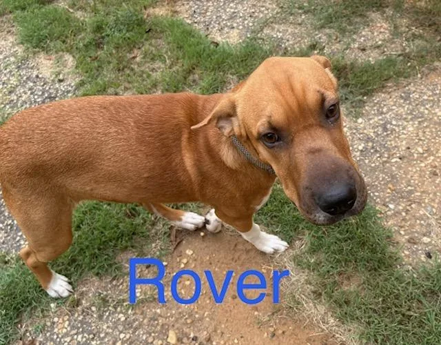 A young medium-sized male Shar-Pei dog named Rover for adoption in Zimmerman, MN