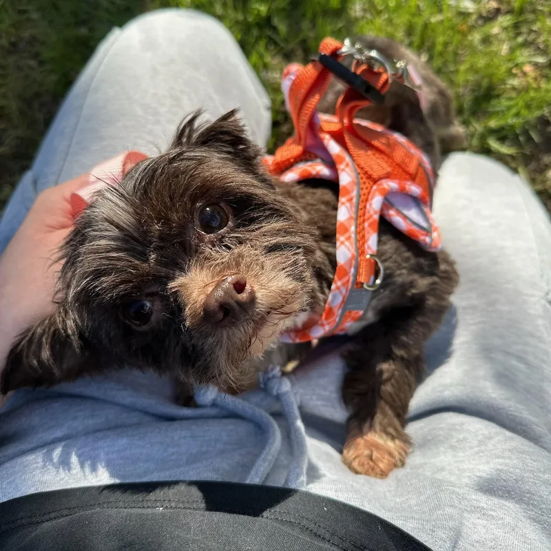 An adult small-sized male Yorkshire Terrier dog named Legend for adoption in Wayne, NJ