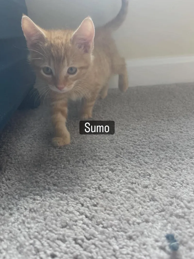 A young medium-sized male Orange / Red Domestic Short Hair cat named Sumo for adoption in Charleston, SC