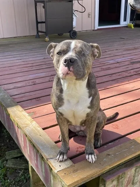 An adult medium-sized female Pit Bull Terrier dog named Cinder for adoption in Upper Marlboro, MD