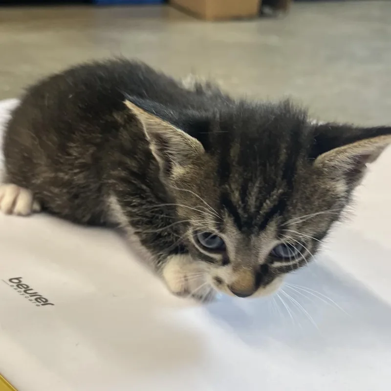 A baby small-sized male Gray / Blue / Silver Domestic Short Hair cat named Vinny for adoption in Tampa, FL