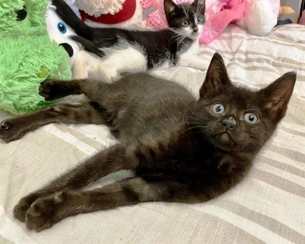 An adult small-sized female Domestic Short Hair cat named Mara for adoption in Raleigh, NC