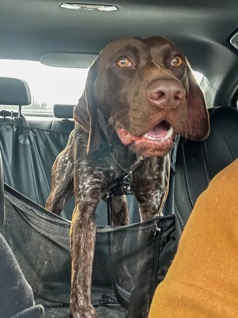 An adult medium-sized male Hound dog named Georgie for adoption in Highland, NY