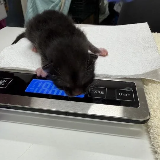 A baby small-sized male Black Domestic Short Hair cat named Lupin for adoption in Chattanooga, TN