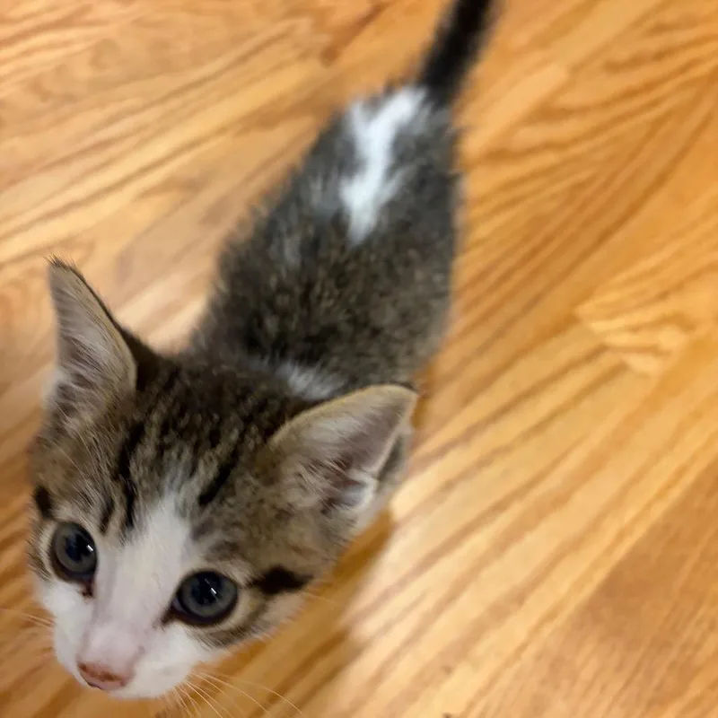 A baby small-sized male Brown / Chocolate Domestic Short Hair cat named Nacho for adoption in Chino Hills, CA