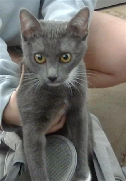 A baby medium-sized female Domestic Short Hair cat named Rubi for adoption in Dallas, TX