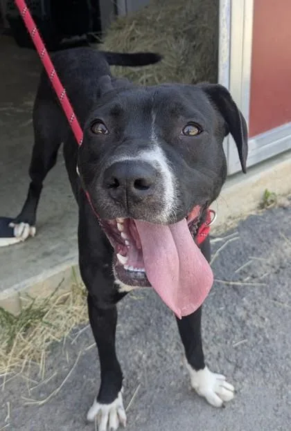 An adult medium-sized male Pit Bull Terrier dog named Bennimaru for adoption in Atlanta, GA