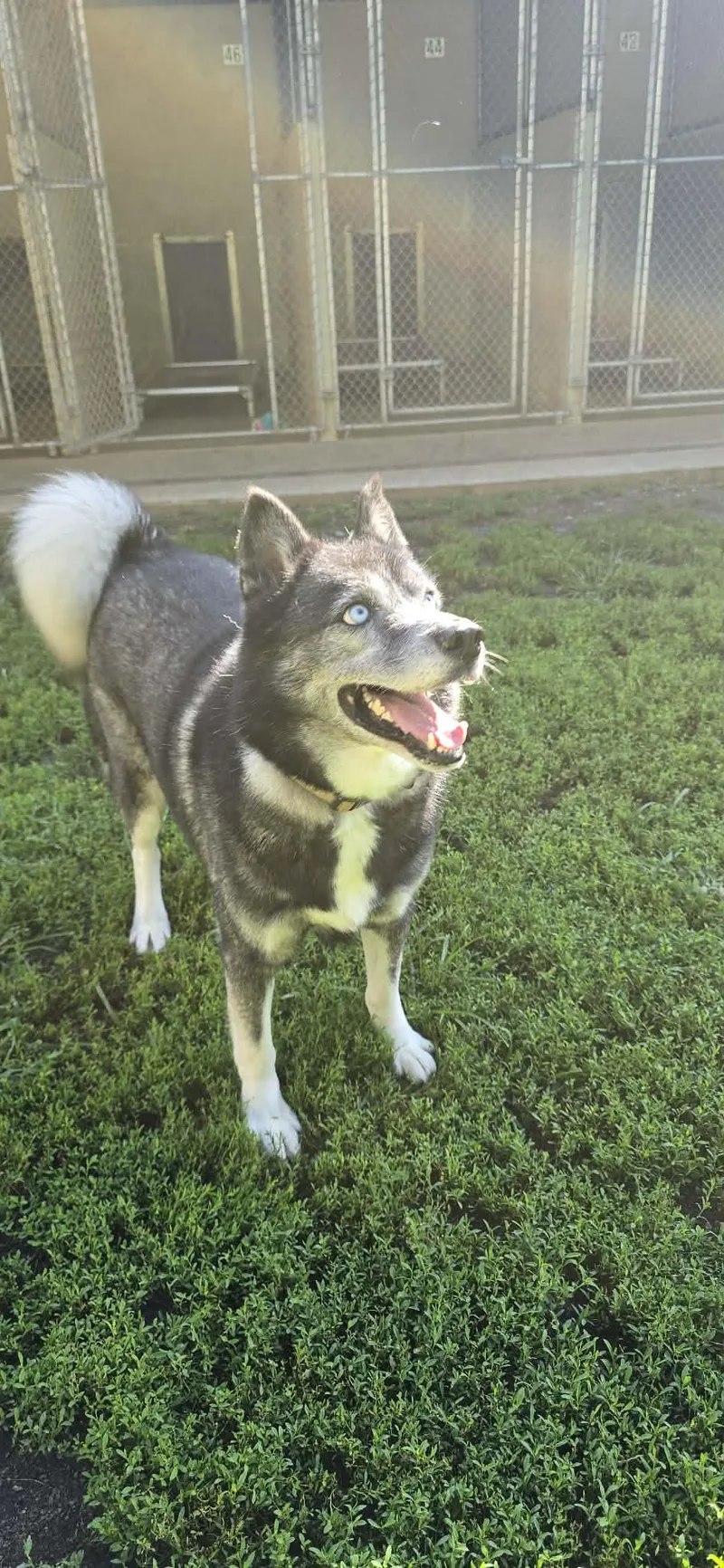 An adult medium-sized male Brown / Chocolate Husky dog named Loki fka Harvey for adoption in Orange, VA