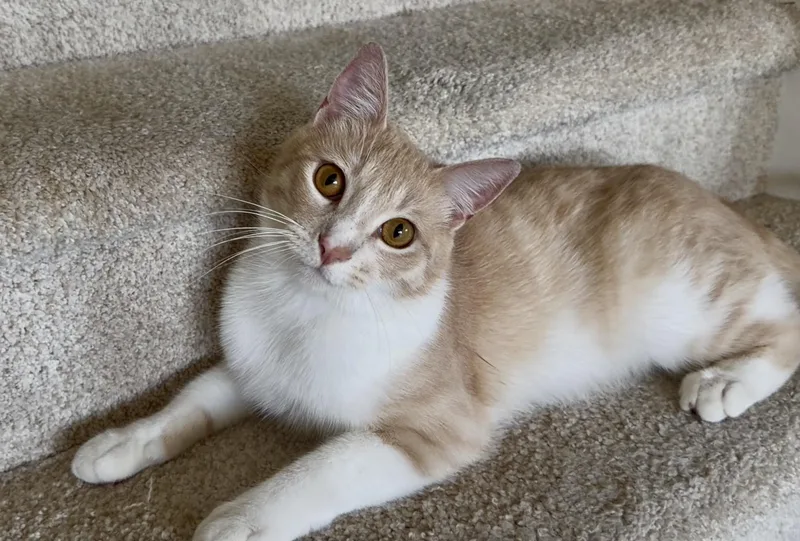 A young medium-sized male Buff & White Domestic Short Hair cat named Garfield for adoption in San Rafael, CA