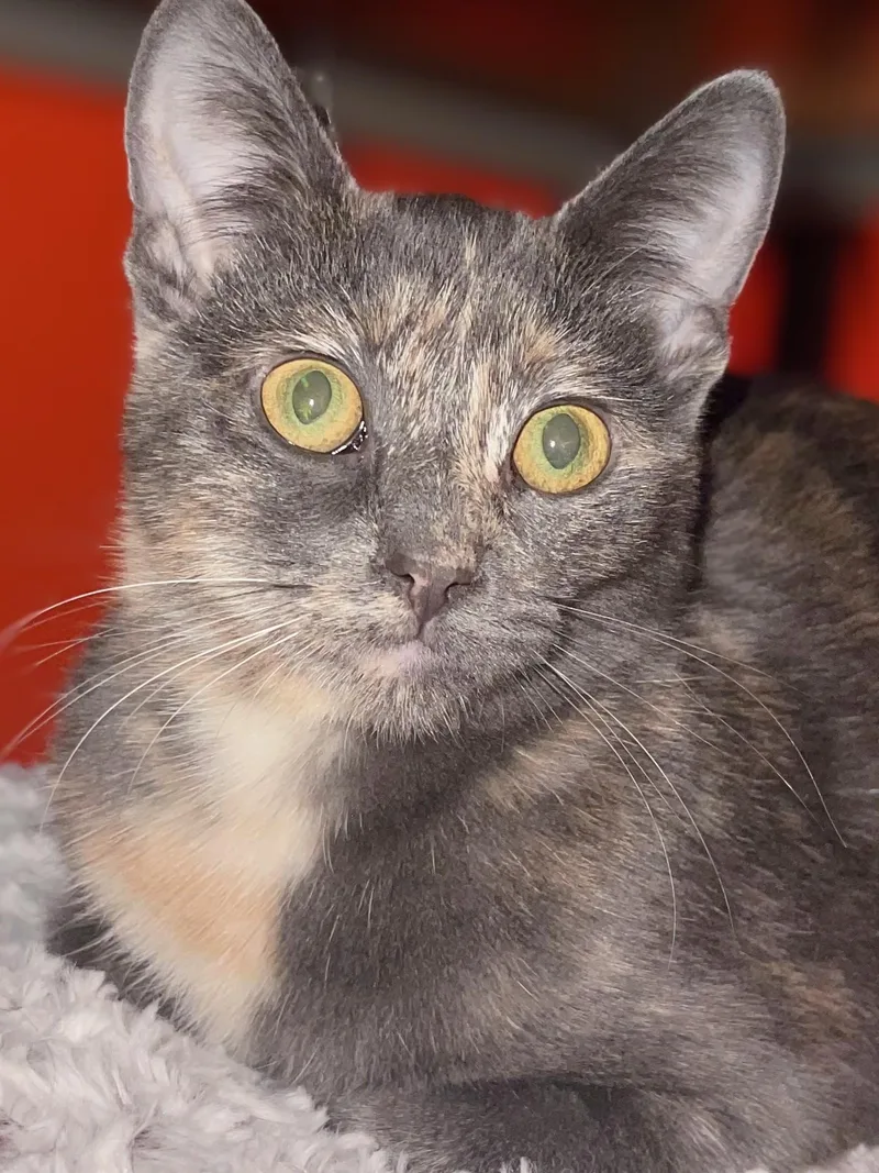 A baby medium-sized female Dilute Tortoiseshell Domestic Short Hair cat named Willow for adoption in Johnsburg, IL