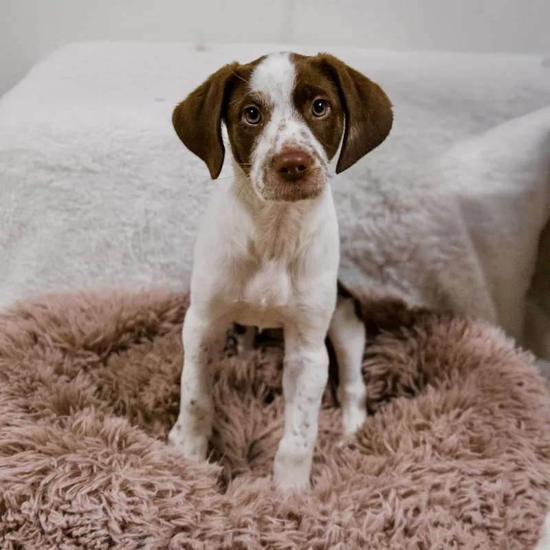 A baby medium-sized male Dalmatian dog named Freckles for adoption in Valparaiso, IN