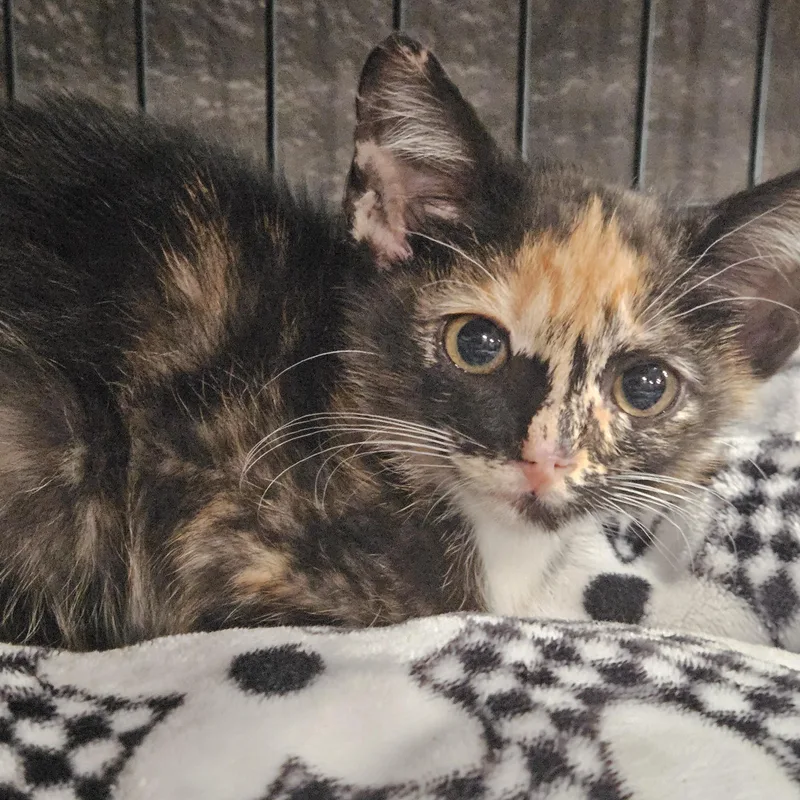 A baby medium-sized female Domestic Short Hair cat named Stella and Mavis for adoption in Pottsboro, TX