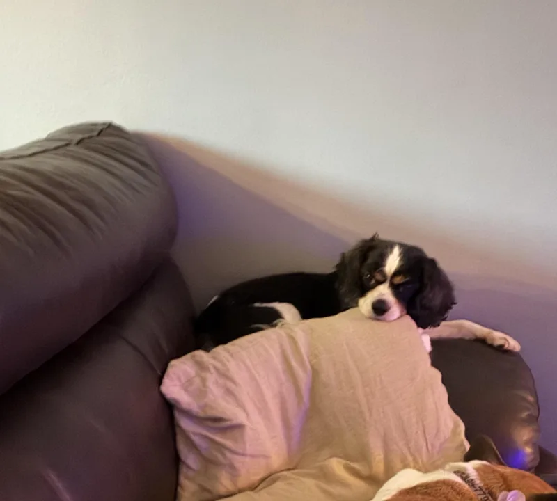 A senior small-sized female Tricolor (Brown, Black, & White) Cavalier King Charles Spaniel dog named Savannah for adoption in East Lansing, MI